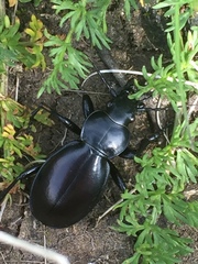 Carabus calleyi