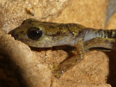 Speleomantes supramontis