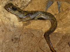 Speleomantes supramontis