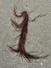 Desmarestia aculeata