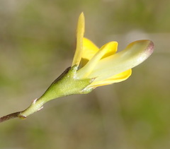 Aspalathus biflora longicarpa