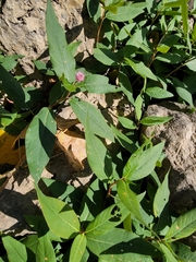 Persicaria amphibia