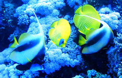 Chaetodon semilarvatus