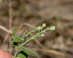 Symphyotrichum undulatum
