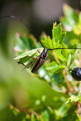 Sphaenothecus bilineatus