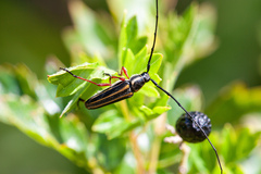 Sphaenothecus bilineatus