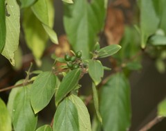Lonicera maackii