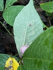 Cameraria aesculisella