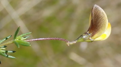 Aspalathus biflora longicarpa