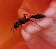 Pseudomyrmex gracilis