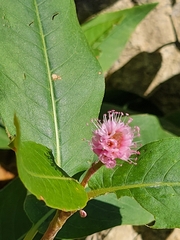 Persicaria amphibia