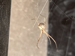 Latrodectus geometricus