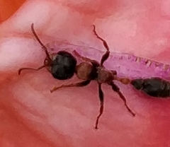 Pseudomyrmex gracilis
