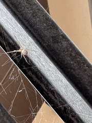 Latrodectus geometricus