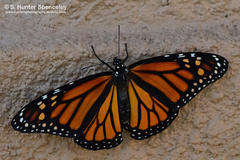 Danaus plexippus