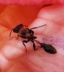 Pseudomyrmex gracilis