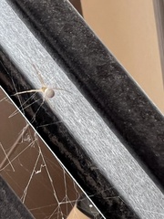 Latrodectus geometricus