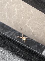 Latrodectus geometricus