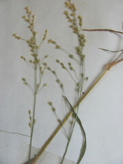 Poa sylvestris