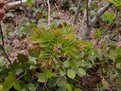 Sorbus scopulina