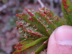 Sorbus scopulina