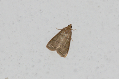 Hypsopygia
