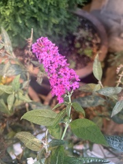 Buddleja