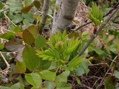 Sorbus scopulina