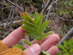 Sorbus scopulina