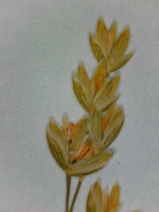 Poa sylvestris