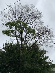 Handroanthus umbellatus