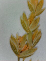 Poa sylvestris