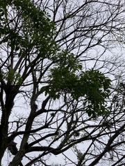 Handroanthus umbellatus