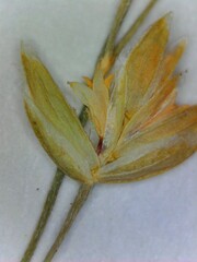 Poa sylvestris