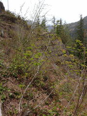 Sorbus scopulina