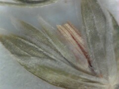 Poa sylvestris