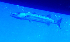 Sphyraena barracuda