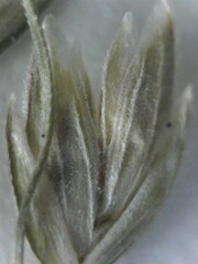 Poa sylvestris