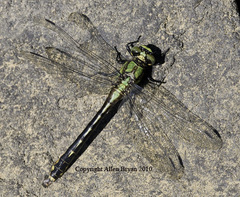 Ophiogomphus mainensis