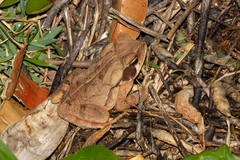 Rhinella crucifer
