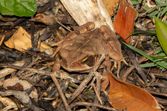 Rhinella crucifer