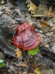 Ganoderma lucidum