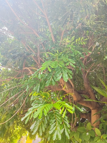 Aceituno (Simarouba amara)