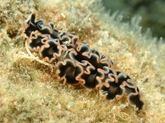 Pseudobiceros