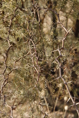 Prosopis glandulosa