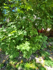 Fraxinus pennsylvanica