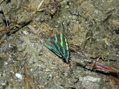 Paiwarria chuchuvia