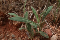 Biscutella laevigata
