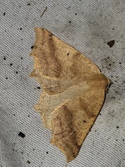 Tetracis jubararia