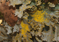 Yarrumia colensoi